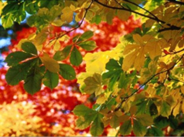 Lay Dodd News - Autumn 2014