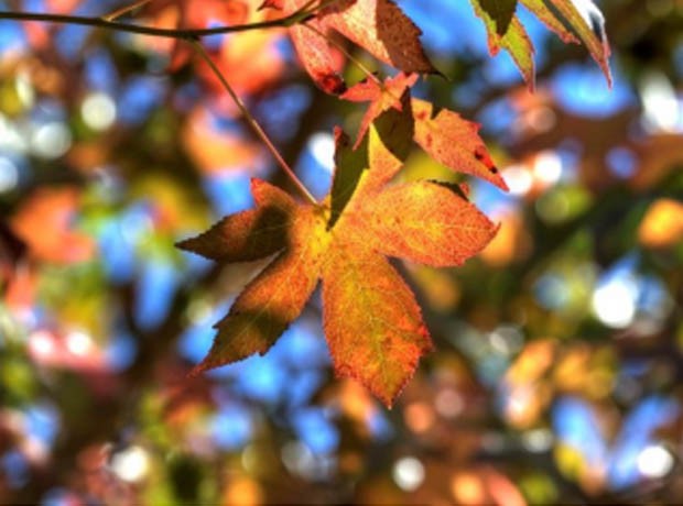 Lay Dodd News  - Autumn 2016
